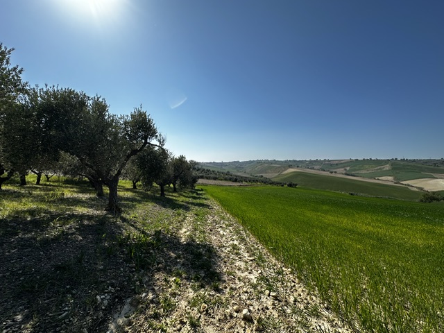 Vista dell'uliveto